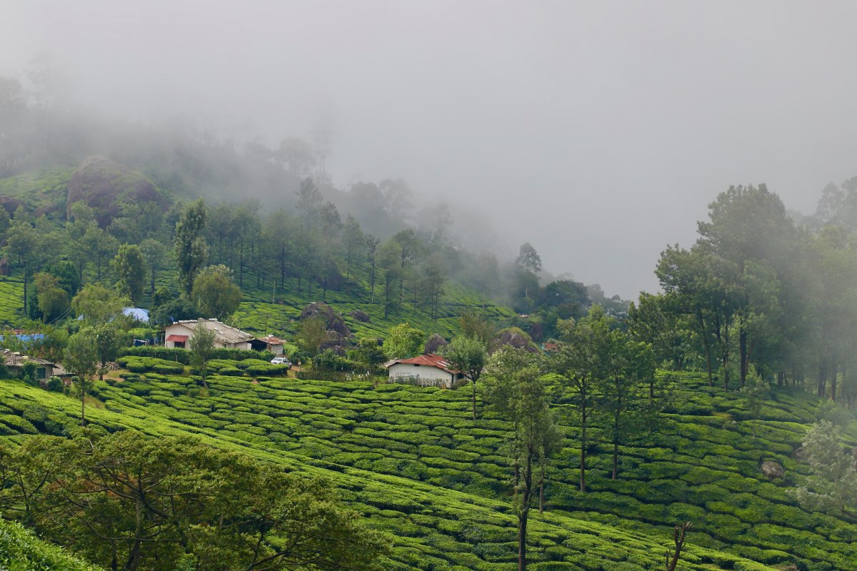 Kochi -  Athirappally - Fort Kochi - Munnar