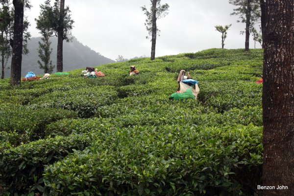 Kochi - Athirappally - Munnar - Thekkady - Alleppey/ Kumarakam (Resort/ House Boat)